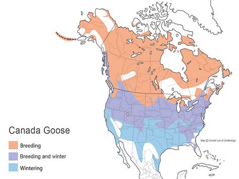 market share canada goose